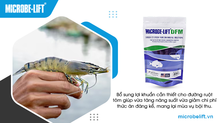 Men vi sinh đường ruột tôm Microbe-Lift DFM chứa lợi khuẩn cần thiết, giúp đường ruột tôm sú phát triển khoẻ mạnh. Men vi sinh đường ruột tôm Microbe-Lift DFM chứa lợi khuẩn cần thiết, giúp đường ruột tôm sú phát triển khoẻ mạnh.