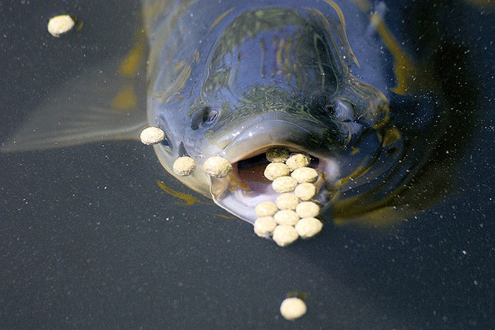 Men vi sinh đường ruột cho cá có thật sự cần thiết? 2 Men vi sinh giúp tăng cường đề kháng, giảm phụ thuộc kháng sinh.