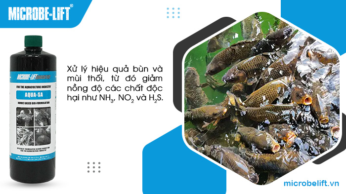 Khi sử dụng sản phẩm Microbe-Lift AQUA SA, bà con có thể xử lý hiệu quả bùn và mùi thối. Khi sử dụng sản phẩm Microbe-Lift AQUA SA, bà con có thể xử lý hiệu quả bùn và mùi thối.