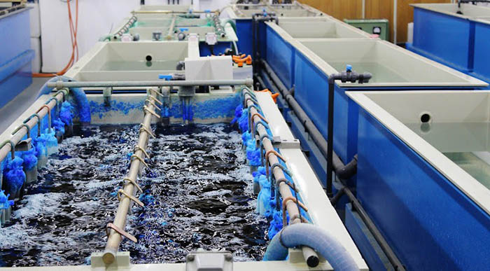 Ozone là giải pháp hiệu quả để xử lý phenol độc hại trong nước thải công nghiệp Ozone là giải pháp hiệu quả để xử lý phenol độc hại trong nước thải công nghiệp