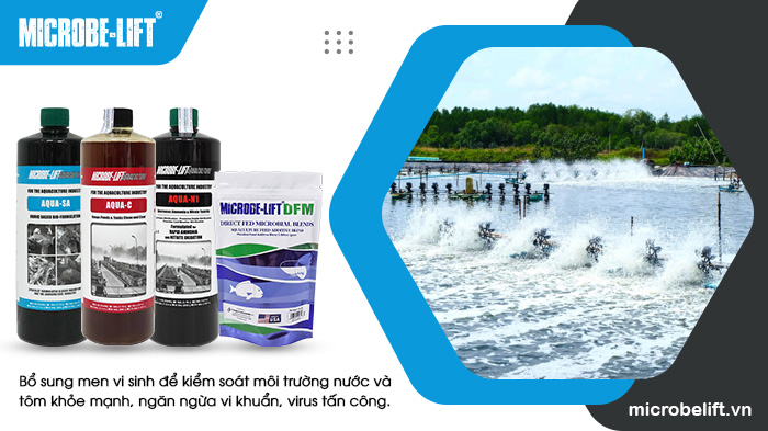 Bổ sung men vi sinh nuôi tôm để tạo môi trường thuận lợi cho tôm phát triển khoẻ mạnh. Bổ sung men vi sinh nuôi tôm để tạo môi trường thuận lợi cho tôm phát triển khoẻ mạnh.