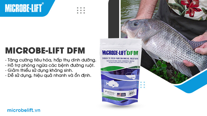 Men vi sinh đường ruột cho cá có thật sự cần thiết? 3 Microbe-Lift DFM cải thiện tiêu hóa, tăng tỷ lệ sống cá.
