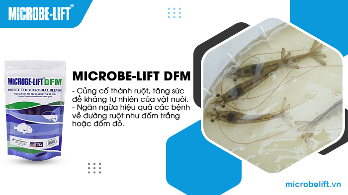 Microbe-Lift DFM tăng cường tiêu hóa, hấp thu dinh dưỡng và phòng ngừa bệnh đường ruột tôm cá. Microbe-Lift DFM tăng cường tiêu hóa, hấp thu dinh dưỡng và phòng ngừa bệnh đường ruột tôm cá.