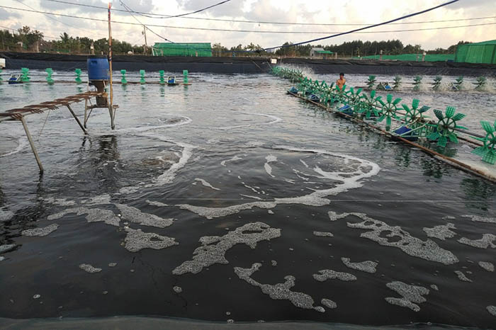 Xử lý nước thải bằng Ozone giúp giảm thiểu tình trạng lạm dụng hóa chất và kháng sinh trong các ao nuôi thủy sản. Xử lý nước thải bằng Ozone giúp giảm thiểu tình trạng lạm dụng hóa chất và kháng sinh trong các ao nuôi thủy sản.