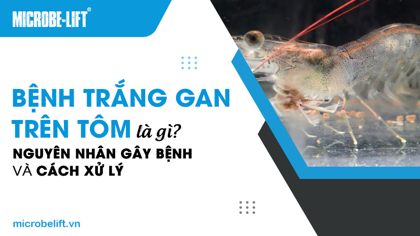 Bệnh trắng gan trên tôm là gì? Nguyên nhân gây bệnh và cách xử lý 1 Bệnh trắng gan trên tôm là gì? Nguyên nhân gây bệnh và cách xử lý