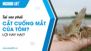 Tại sao phải cắt cuống mắt của tôm? Lợi hay hại?