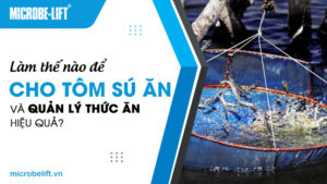 Làm thế nào để cho tôm sú ăn và quản lý thức ăn hiệu quả?