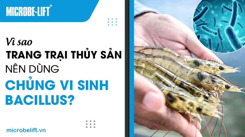 Vì sao trang trại thủy sản nên dùng chủng vi sinh Bacillus?