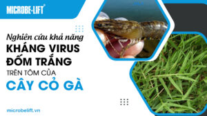 Nghiên cứu khả năng kháng virus đốm trắng trên tôm của cây cỏ gà