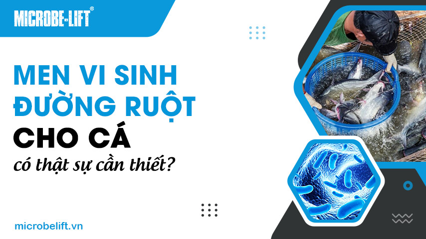 Men vi sinh đường ruột cho cá có thật sự cần thiết? 1 Men vi sinh đường ruột cho cá có thật sự cần thiết?
