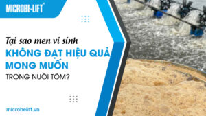 Tại sao men vi sinh không đạt hiệu quả mong muốn trong nuôi tôm?
