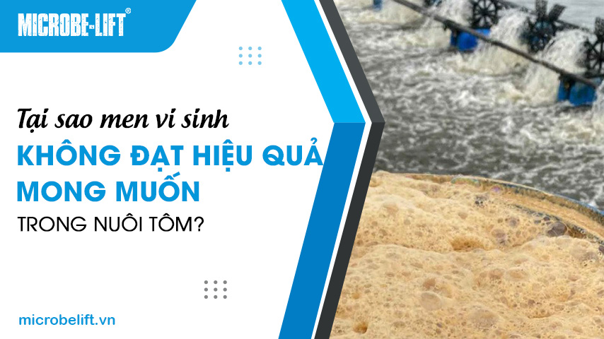 Tại sao men vi sinh không đạt hiệu quả mong muốn trong nuôi tôm?