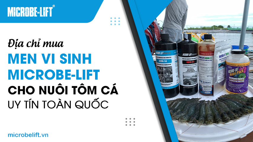 Địa chỉ mua men vi sinh Microbe-Lift cho nuôi tôm cá uy tín toàn quốc 1 Địa chỉ mua men vi sinh Microbe-Lift cho nuôi tôm cá uy tín toàn quốc