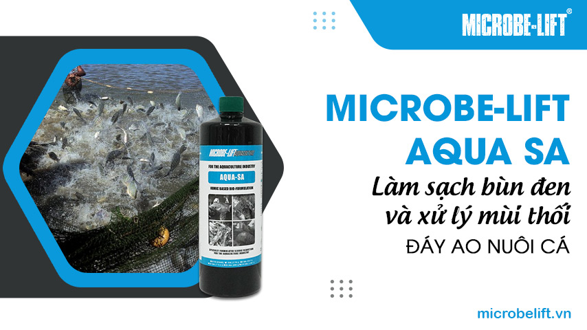 Microbe-Lift AQUA SA - Làm sạch bùn đen và xử lý mùi thối đáy ao nuôi cá 1 Microbe-Lift AQUA SA - Làm sạch bùn đen và xử lý mùi thối đáy ao nuôi cá