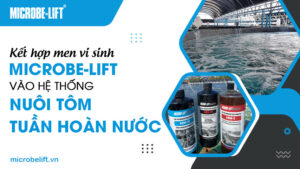 Kết hợp men vi sinh Microbe-Lift vào hệ thống nuôi tôm tuần hoàn nước