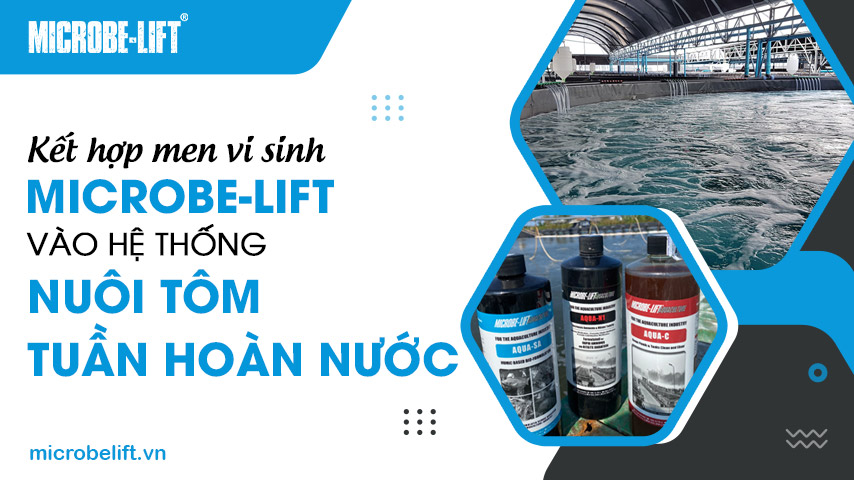 Kết hợp men vi sinh Microbe-Lift vào hệ thống nuôi tôm tuần hoàn nước 1 Kết hợp men vi sinh Microbe-Lift vào hệ thống nuôi tôm tuần hoàn nước