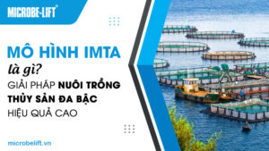 Mô hình IMTA là gì? Giải pháp nuôi trồng thủy sản đa bậc hiệu quả cao