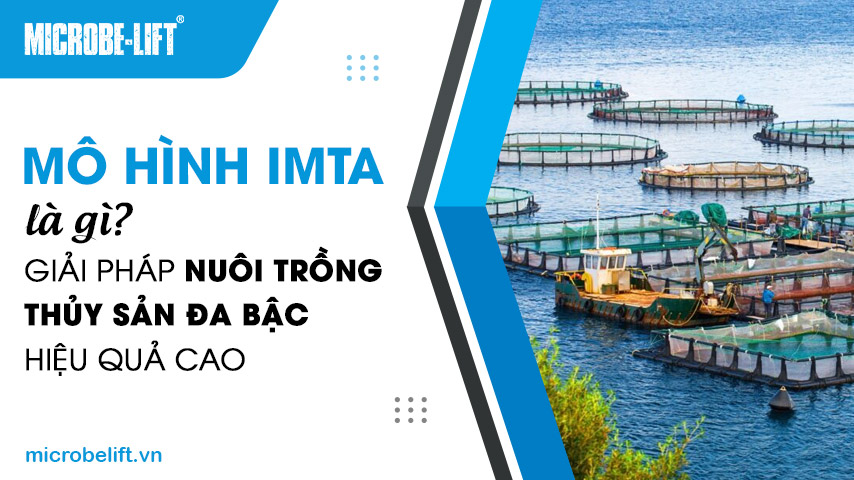 Mô hình IMTA là gì? Giải pháp nuôi trồng thủy sản đa bậc hiệu quả cao