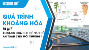 Quá trình khoáng hoá là gì? Khoáng hoá như thế nào để an toàn cho môi trường?