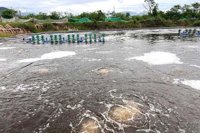 Cắt tảo trong ao nuôi tôm là phương pháp kiểm soát mật độ tảo, bảo vệ sức khỏe tôm và ổn định chất lượng nước ao nuôi. Cắt tảo trong ao nuôi tôm là phương pháp kiểm soát mật độ tảo, bảo vệ sức khỏe tôm và ổn định chất lượng nước ao nuôi.