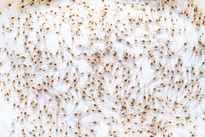 Chọn tôm giống sạch bệnh. Chọn tôm giống sạch bệnh.