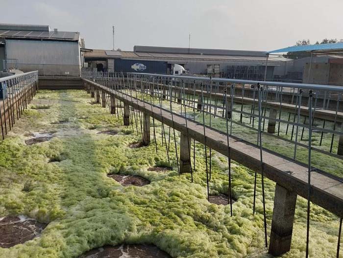 Nước thải chứa nhiều Nitơ và Amonia gây phú dưỡng hóa và ô nhiễm môi trường. Nước thải chứa nhiều Nitơ và Amonia gây phú dưỡng hóa và ô nhiễm môi trường.