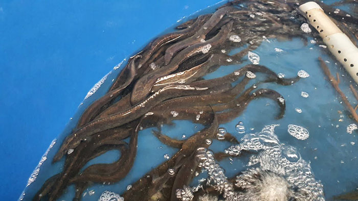 Nuôi cá chạch lấu trong thùng nhựa giúp tiết kiệm chi phí đầu tư ban đầu. Nuôi cá chạch lấu trong thùng nhựa giúp tiết kiệm chi phí đầu tư ban đầu.