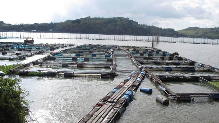 Ao nuôi nên đặt tại nơi có nguồn nước sạch, giao thông thuận tiện và không bị nhiễm phèn. Ao nuôi nên đặt tại nơi có nguồn nước sạch, giao thông thuận tiện và không bị nhiễm phèn.