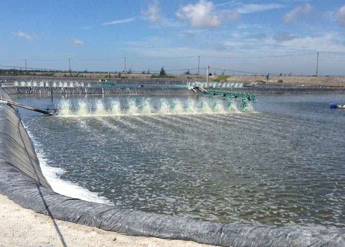 Xử lý dịch bệnh trên tôm không dùng kháng sinh giúp bảo vệ hệ sinh thái ao nuôi. Xử lý dịch bệnh trên tôm không dùng kháng sinh giúp bảo vệ hệ sinh thái ao nuôi.