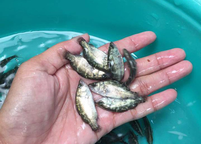 Cá vược giống cần khỏe mạnh, bơi lội linh hoạt, với kích thước đồng đều từ 4-6cm. Cá vược giống cần khỏe mạnh, bơi lội linh hoạt, với kích thước đồng đều từ 4-6cm.