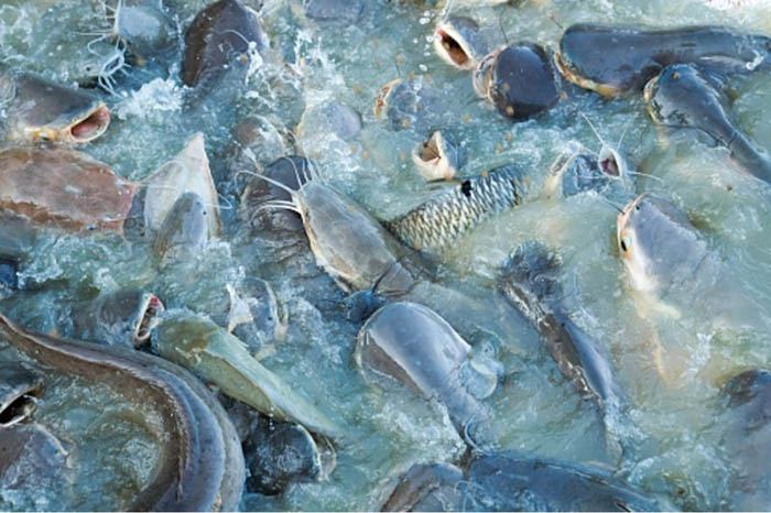 Praziquantel làm tê liệt và phá hủy ký sinh trùng, loại bỏ cả sán trưởng thành và ấu trùng. Praziquantel làm tê liệt và phá hủy ký sinh trùng, loại bỏ cả sán trưởng thành và ấu trùng.