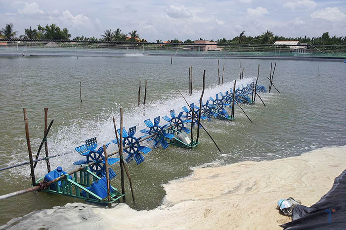 Không dùng kháng sinh giúp tăng hiệu quả xử lý dịch bệnh trên tôm và duy trì chất lượng môi trường ao nuôi để kiểm soát dịch bệnh trong tương lai. Không dùng kháng sinh giúp tăng hiệu quả xử lý dịch bệnh trên tôm và duy trì chất lượng môi trường ao nuôi để kiểm soát dịch bệnh trong tương lai.