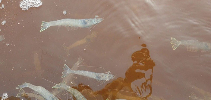 Ứng dụng vi sinh vật trong cắt tảo ao nuôi tôm 3 Tảo giáp Pyrrophyta gây thiếu oxy, bệnh phân trắng, làm nước ao chuyển màu.