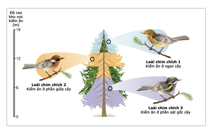 Giới hạn sinh thái của mỗi loài được hình thành qua quá trình tiến hóa. Giới hạn sinh thái của mỗi loài được hình thành qua quá trình tiến hóa.