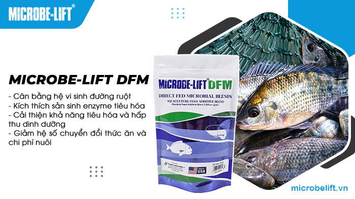 Men vi sinh đường ruột giúp tăng khả năng hấp thu dinh dưỡng và sức đề kháng cho cá. Men vi sinh đường ruột giúp tăng khả năng hấp thu dinh dưỡng và sức đề kháng cho cá.