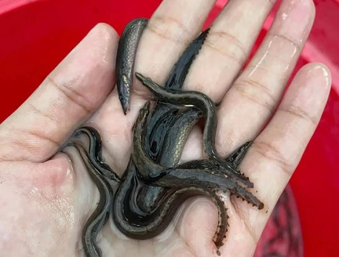 Chọn giống cá chạch lấu khỏe mạnh, bơi nhanh nhẹn, không dị tật. Chọn giống cá chạch lấu khỏe mạnh, bơi nhanh nhẹn, không dị tật.