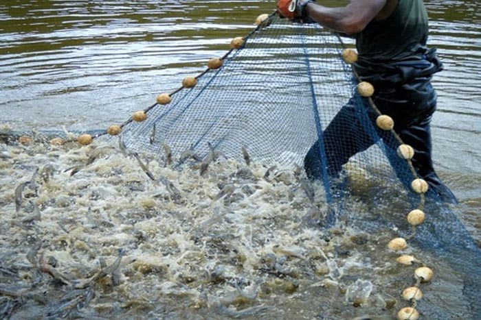 Để tôm phát triển khỏe mạnh và tránh bệnh tật, bà con cần đảm bảo chất lượng nước. Để tôm phát triển khỏe mạnh và tránh bệnh tật, bà con cần đảm bảo chất lượng nước.