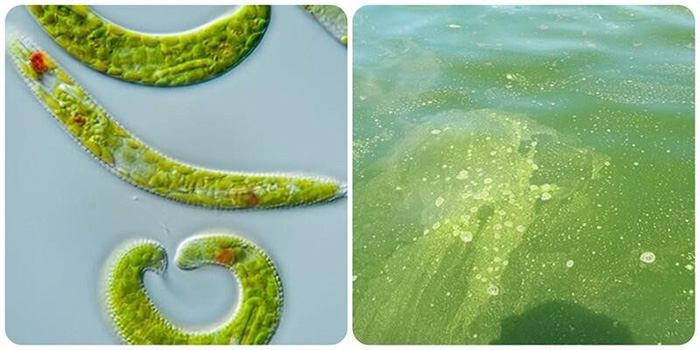 Tảo mắt gây thiếu oxy, hoại tử gan tụy và bệnh đường ruột cho tôm. Tảo mắt gây thiếu oxy, hoại tử gan tụy và bệnh đường ruột cho tôm.