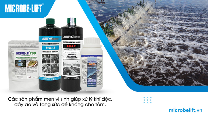 Các sản phẩm men vi sinh giúp xử lý khí độc, đáy ao và tăng sức đề kháng cho tôm. Các sản phẩm men vi sinh giúp xử lý khí độc, đáy ao và tăng sức đề kháng cho tôm.
