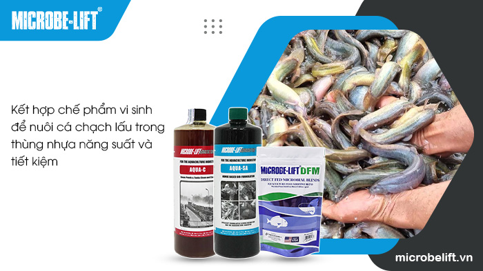 Kết hợp chế phẩm vi sinh trong nuôi cá chạch lấu trong thùng nhựa. Kết hợp chế phẩm vi sinh trong nuôi cá chạch lấu trong thùng nhựa.
