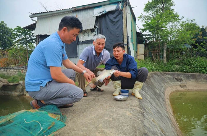 Việc phòng và trị bệnh đóng vai trò then chốt để đảm bảo năng suất. Việc phòng và trị bệnh đóng vai trò then chốt để đảm bảo năng suất.