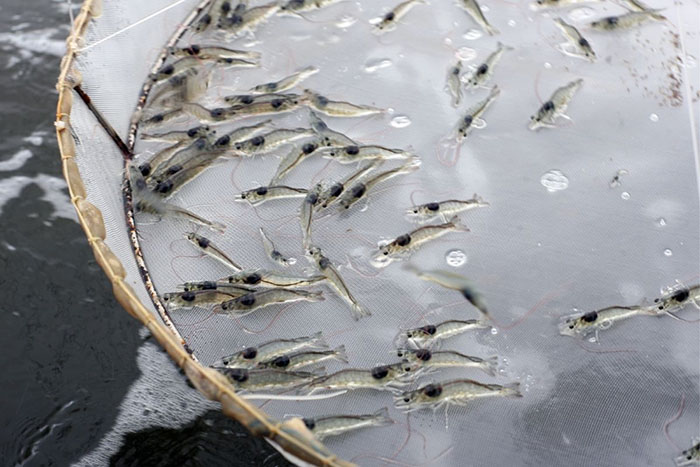 Men vi sinh đường ruột không chỉ giúp tôm khỏe mà còn tăng khả năng hấp thu dinh dưỡng. Men vi sinh đường ruột không chỉ giúp tôm khỏe mà còn tăng khả năng hấp thu dinh dưỡng.