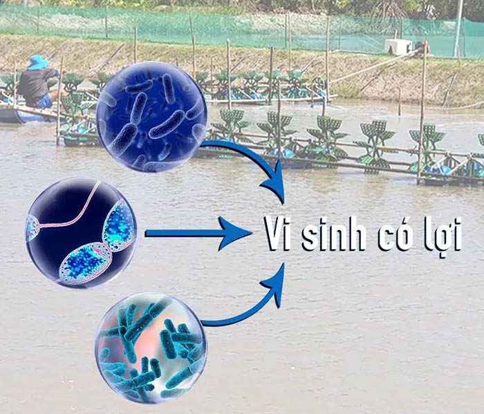 Vi sinh vật giúp kiểm soát tảo, giảm mật độ và ô nhiễm. Vi sinh vật giúp kiểm soát tảo, giảm mật độ và ô nhiễm.