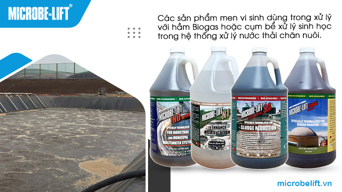Các dòng sản phẩm men vi sinh dùng trong xử lý nước thải chăn nuôi. Các dòng sản phẩm men vi sinh dùng trong xử lý nước thải chăn nuôi.