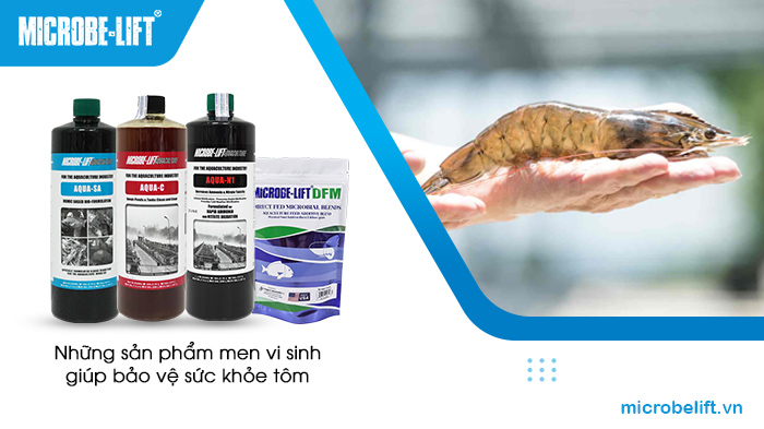 Những sản phẩm men vi sinh giúp kiểm soát và xử lý dịch bệnh trên tôm, bảo vệ sức khỏe tôm. Những sản phẩm men vi sinh giúp kiểm soát và xử lý dịch bệnh trên tôm, bảo vệ sức khỏe tôm.
