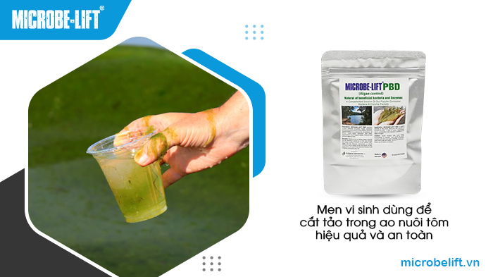 Men vi sinh Microbe-Lift PBD là giải pháp hiệu quả để cắt tảo ao nuôi tôm. Men vi sinh Microbe-Lift PBD là giải pháp hiệu quả để cắt tảo ao nuôi tôm.