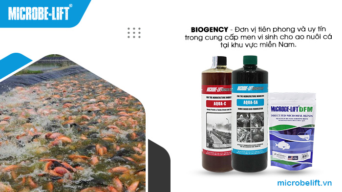 BIOGENCY là một trong những đơn vị tiên phong và uy tín hàng đầu trong cung cấp men vi sinh cho ao nuôi cá. BIOGENCY là một trong những đơn vị tiên phong và uy tín hàng đầu trong cung cấp men vi sinh cho ao nuôi cá.