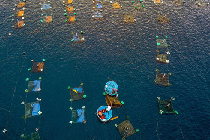 3 phương pháp nuôi trồng thủy sản tiết kiệm chi phí 3 Thức ăn tự nhiên giảm chi phí, nâng cao hiệu quả nuôi.