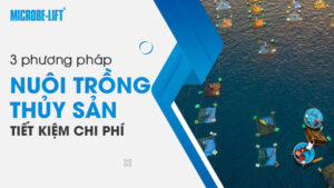 3 phương pháp nuôi trồng thủy sản tiết kiệm chi phí