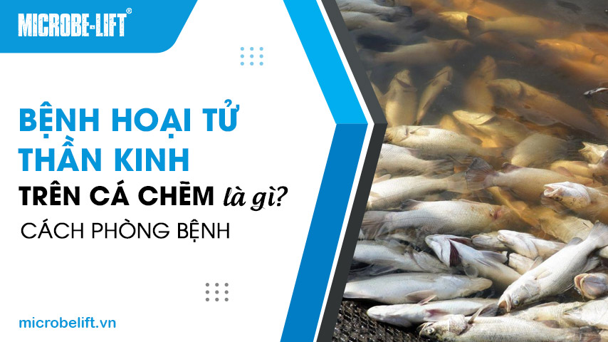 Bệnh hoại tử thần kinh trên cá chẽm là gì? Cách phòng bệnh